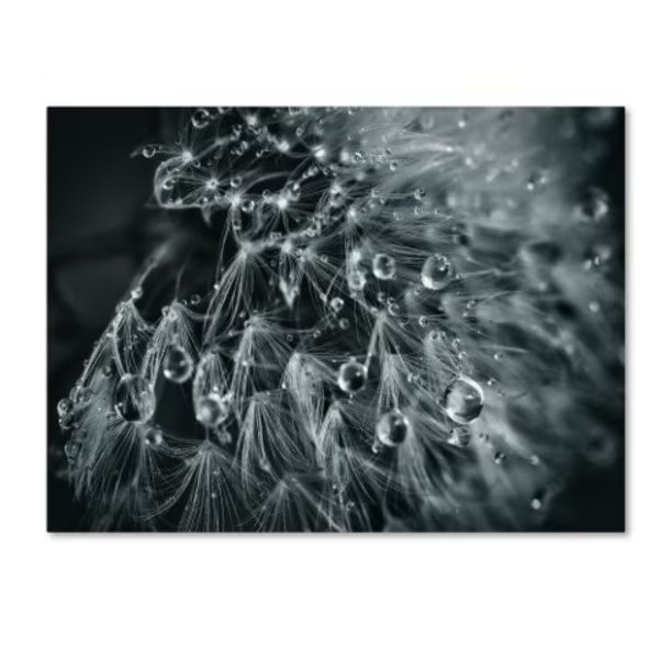 Patrick Aurednik 'Blowball' Canvas Art, 24x32, Trademark Fine Art, Mfr#: 1X00933-C2432GG